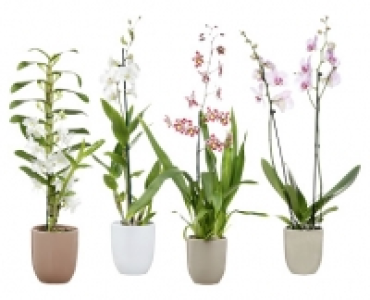 ORCHIDEENVIELFALT CHF 9.99