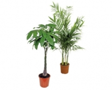 PALME CHF 29.89