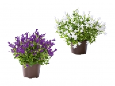 Glockenblume GET MEE CHF 3.99