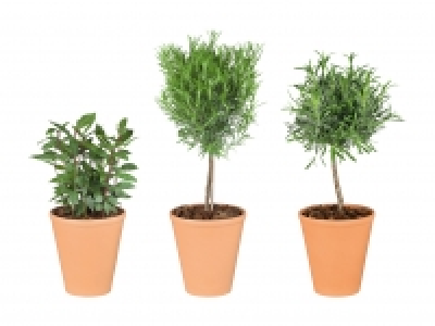 Italienische Kräuterstämmchen CHF 6.49
