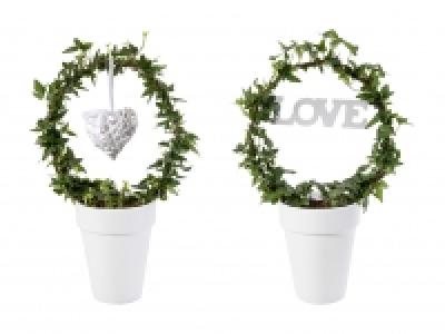 Hedera Bogen CHF 9.99