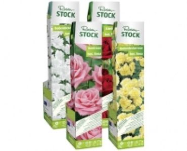 ROSENSTOCK CHF 2.99