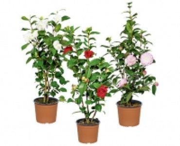 KAMELIE CHF&nbsp;12.99