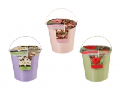 Lidl  Blumenzwiebeln im Zinkeimer