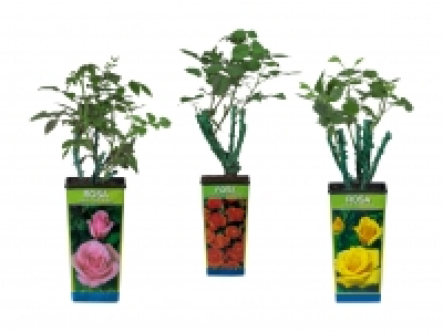 Veredelte Gartenrosen