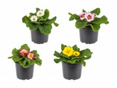 Primula Acaulis Mix CHF 1.49