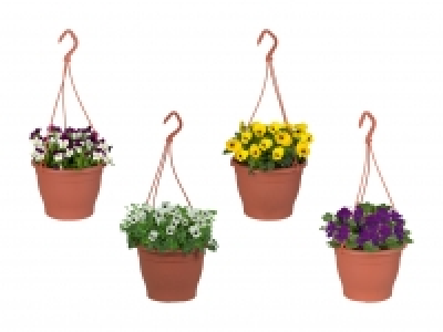 Hornveilchen-Ampel CHF 3.99