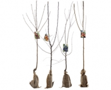OBSTBAUM