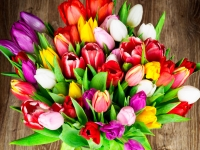 Tulpen gemischt CHF 4.99