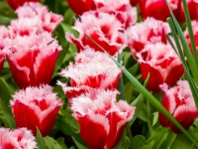 Tulpen gefranst CHF 4.99