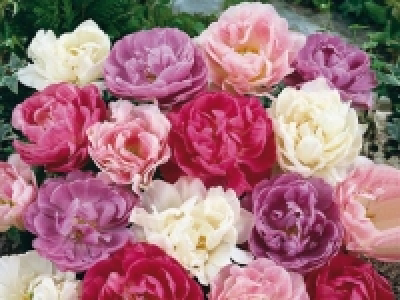 Tulpen gefüllt CHF 4.99