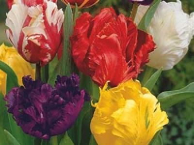 Tulpen Papageien CHF 5.99