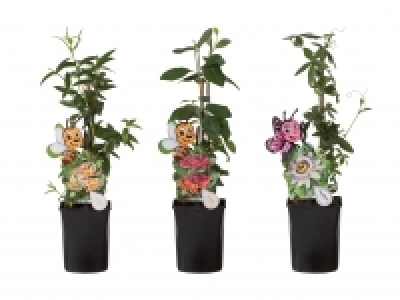 Bienenfreundliche Kletterpflanze CHF 2.99