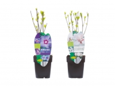 Hibiskusmix CHF&nbsp;3.99