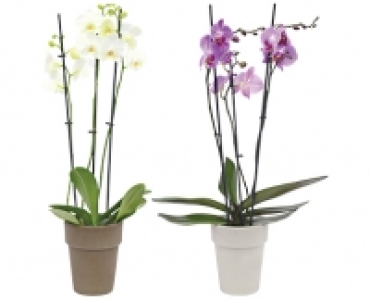 ORCHIDEE 3-TRIEBER CHF 12.99