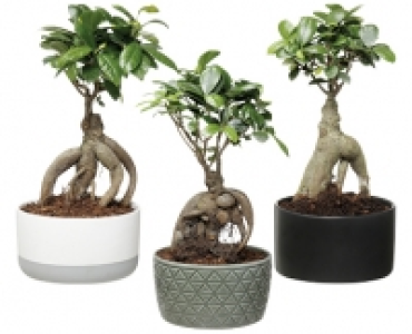 BONSAI CHF 12.99