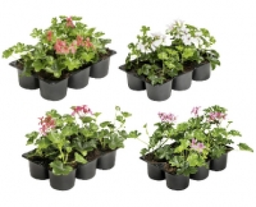 Aldi Suisse  PELARGONIEN