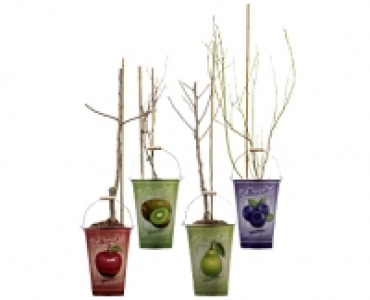 Aldi Suisse  MINI OBSTBAUM