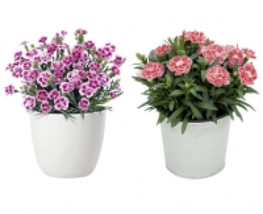 NELKE CHF 2.49