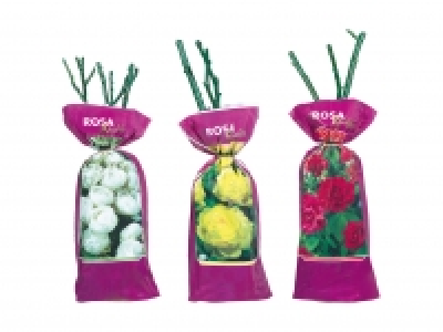 Exklusive Edel-, Beet- und Kletterrosen CHF&nbsp;3.99