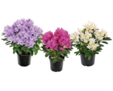 Aldi Suisse  RHODODENDRONBUSCH