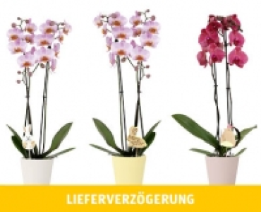 ORCHIDEE CHF 9.99