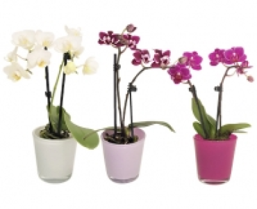 MINI ORCHIDEE CHF 5.99