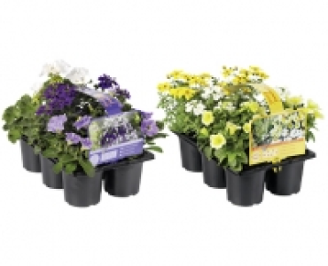 Aldi Suisse  BALKONBLUME