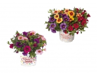 Calibrachoa Trio CHF 2.99