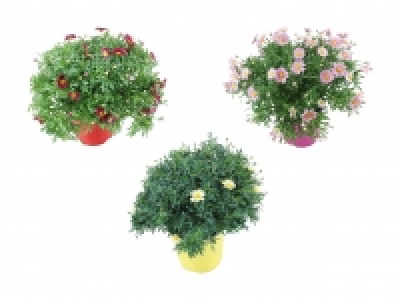 Margeritenbusch CHF 5.99