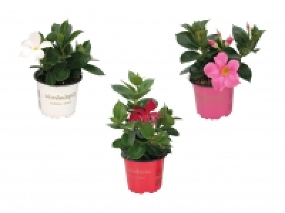 Dipladenia CHF 3.49