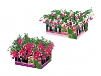 Fuchsien CHF 3.99