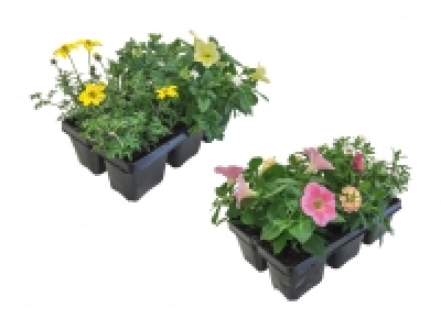 Beetpflanzenmix «Kollektion» CHF 4.99