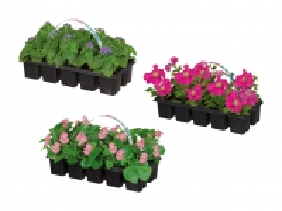 Beetpflanzenmix CHF 2.49