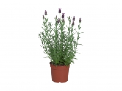 Lavendel stoechas