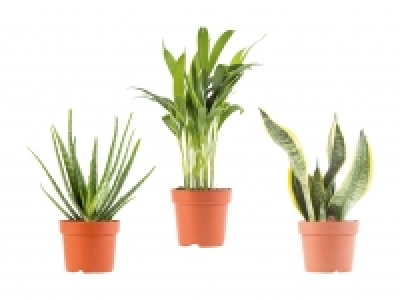 Air-Purifying Plants CHF 3.99