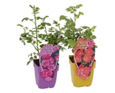 BODENDECKER ROSEN