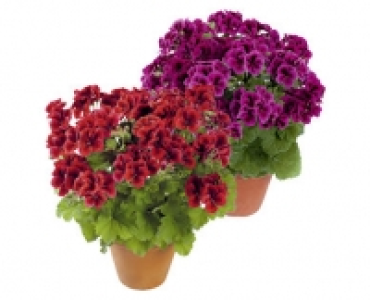 Aldi Suisse  EDELPELARGONIE