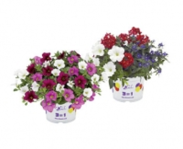 BALKONBLUMEN-TRIO