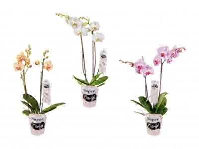 Lidl  Phalaenopsis im «Super Mama»-Potcover