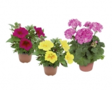 PELARGONIE/PETUNIE