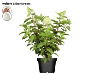 RISPENHORTENSIE