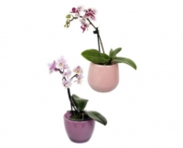 MINI-ORCHIDEE CHF 4.99