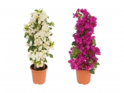 Bougainvillea Pyramide CHF 19.99