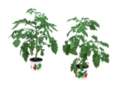 Gem&uuml;sepflanzen CHF&nbsp;1.99