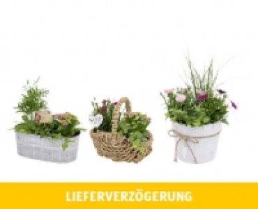 Aldi Suisse  MUTTERTAGS-ARRANGEMENT