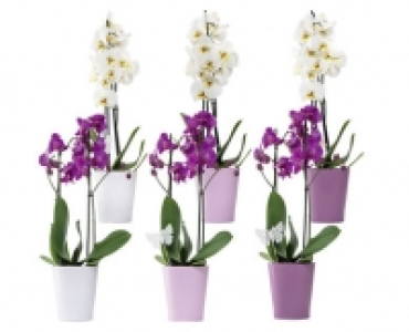 ORCHIDEE 2-TRIEBER CHF 9.99