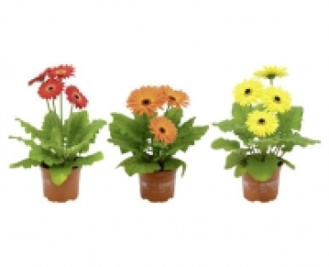 GERBERA