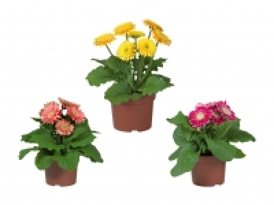 Gerbera CHF 2.99