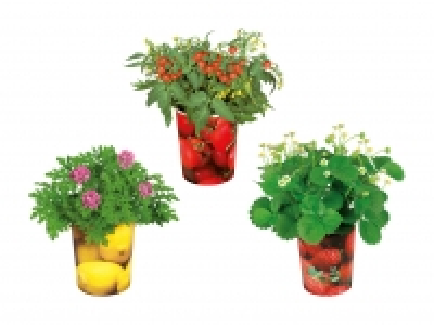 Fruchtpflanzen im Becher CHF 3.99